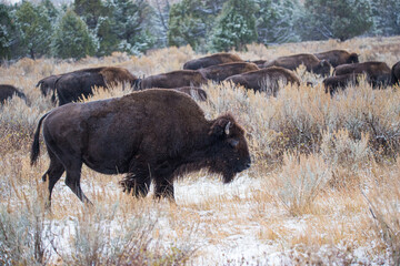 American bison buffalo bull walking in mist