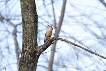red-bellied woodpecker on the tree