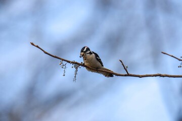 downy woodpecker on a branch