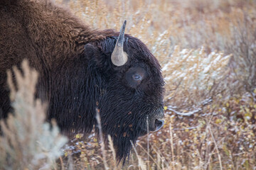 American bison buffalo bull walking in mist