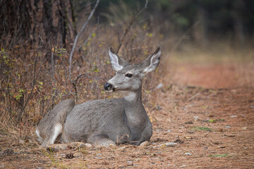 Mule deer in rutting buck and female