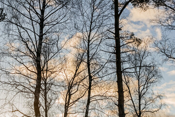 Fototapeta na wymiar Silhouettes of trees against blue winter sky with clouds