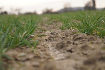Wachstum Ackerfläche Landwirtschaft Landschaft