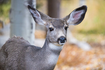 Mule deer in rutting buck and female