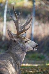 Mule deer in rutting buck and female