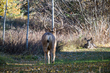 Mule deer in rutting buck and female