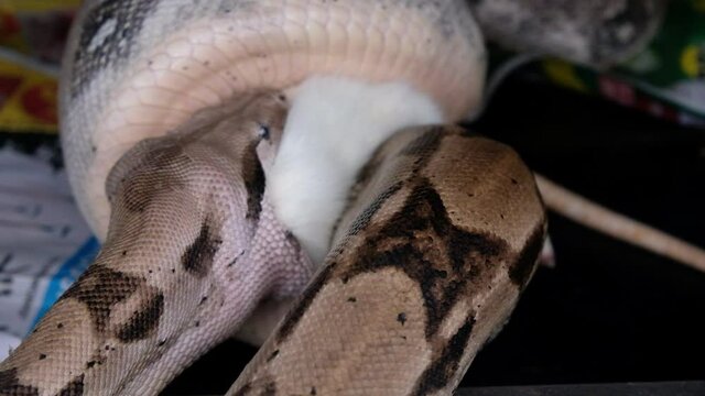 boa constrictor eating