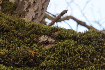 Nordseite Baum Moos bewachsen feucht Nass 