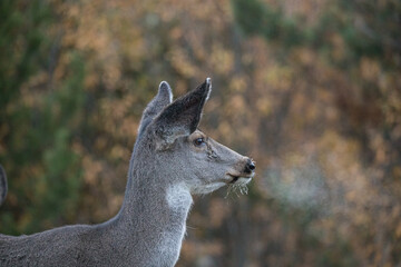 Mule deer in rutting buck and female