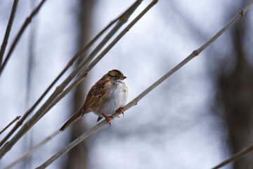 white-throated sparrow on a branch