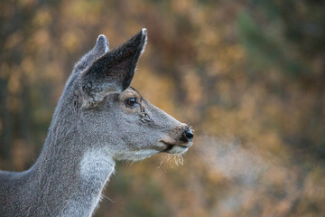 Mule deer in rutting buck and female