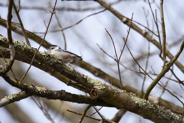 tufted titmouse on a branch