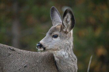 Mule deer in rutting buck and female