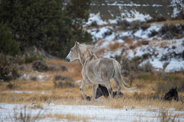 Obraz na płótnie Canvas wild stallion in mountain snow