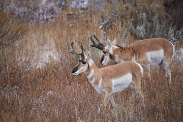 pronghorn antelope buck in rut
