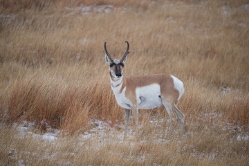 pronghorn antelope buck in rut