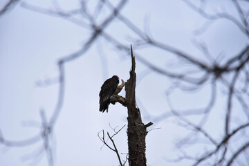 turkey vulture on a branch