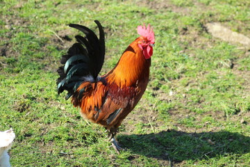rooster on the farm