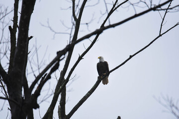 bald eagle on a branch
