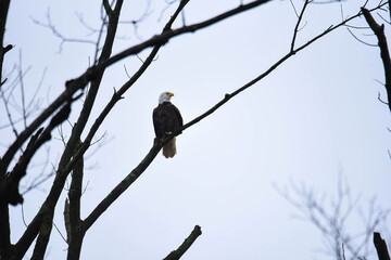 bald eagle on a branch