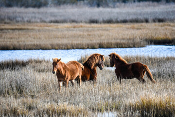 wild ponies  on the marsh