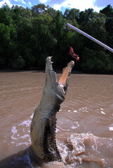 Saltwater Crocodile Jumping Out Of The Adelaide River In The Northern Territory Of Australia To Catch Kangaroo Meat. 