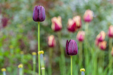 Colorful purple tulip in foreground with red and yellow tulips in background with shallow depth of field