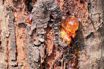 Close-up of gum exuding from Acacia tree trunk due to stress, South Australia