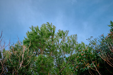 Huge and green color of pine tree and bright sky background. Photo taken from forest.