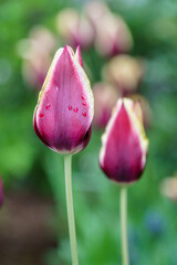 Colorful red and yellow tulips from closeup with shallow depth of field