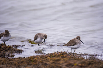 dunlins on the muddy shore