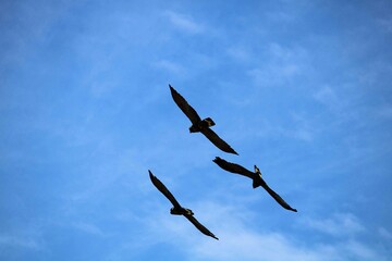 Yellow-tailed Black Cockatoos (Calyptorhynchus funereus), returning to roost, South Australia