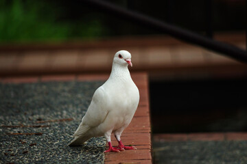 階段で佇む白いハト