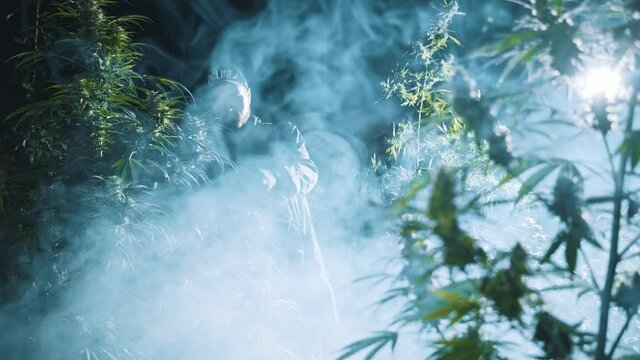 Hemp farm. Young policeman cop entering legal farm of cannabis bushes examining plants in dark smoked room. Police and drugs concept. Medical MJ.