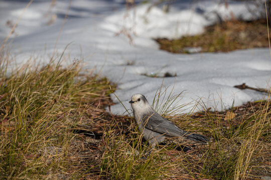 Gray Jay Vector Images (over 230)