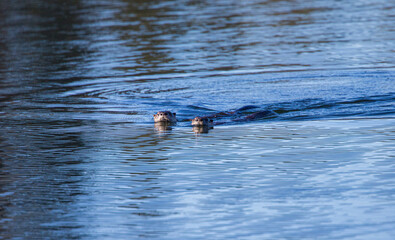 River otters playing in water