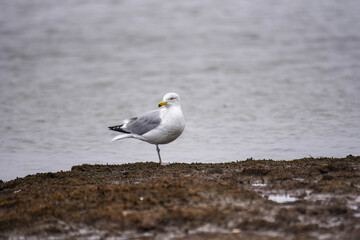 seagull on the beach