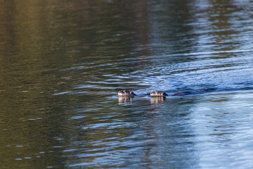 River otters playing in water