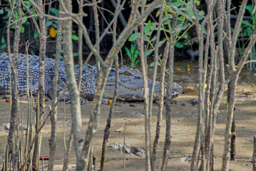 A blue saltwater crocodile staying cool on a mudbank behind some small bushes on the Adelaide River in the Northern Territory of Australia.