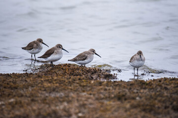 dunlins on the muddy shore