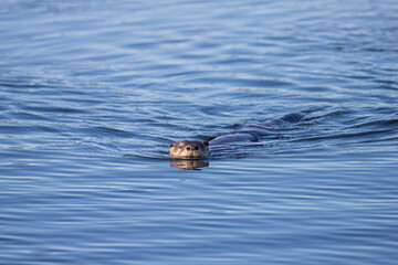 River otters playing in water