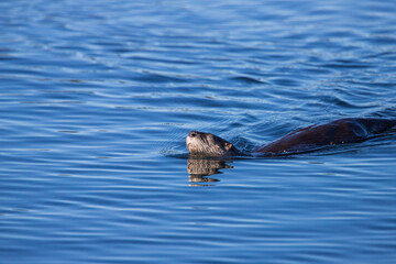 Fototapeta premium River otters playing in water