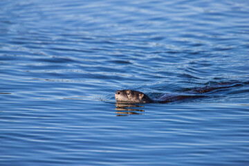 River otters playing in water