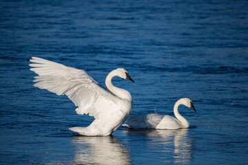 Tundra swan in the lake mist