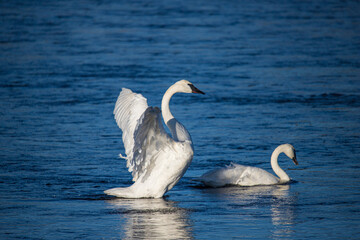 Tundra swan in the lake mist