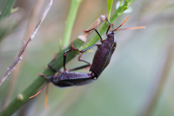 Dark bug perched on green plant leaf