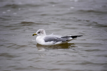 seagull on the waters