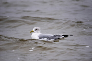 seagull on the waters