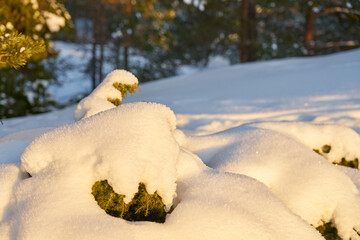 Spruce under the snow in the winter forest.
