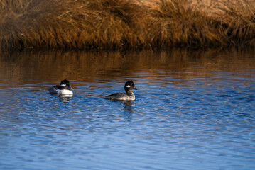female bufflehead on the marshy waters
